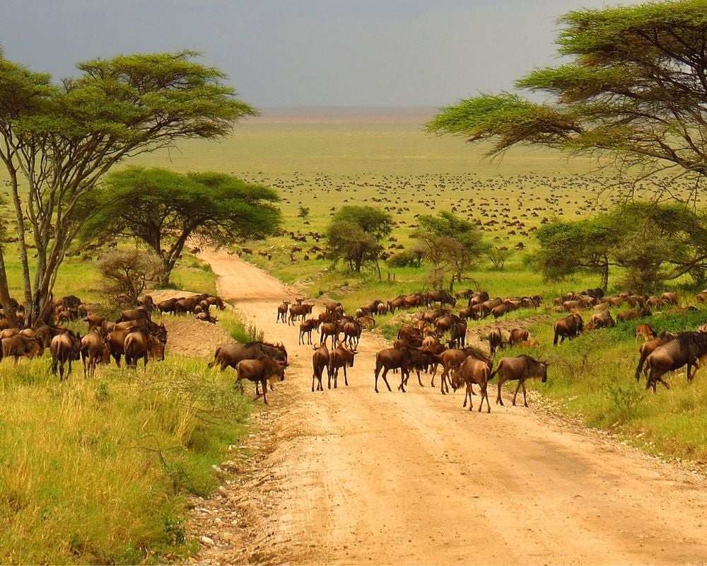 Лучшее время для сафари в Танзании