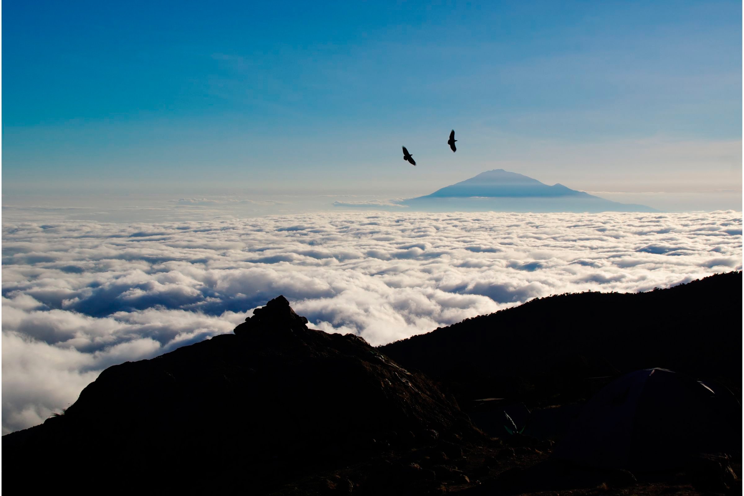 Бердвотчинг в Аруше и Килиманджаро