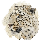 Sansibar-Leopard